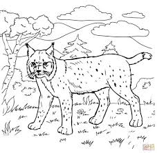 Check out our awesome bobcat printble coloring pages for kids of all ages and download them for free. Bobcat Coloring Pages Kidsuki