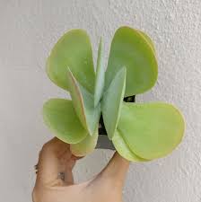 Kalanchoe Flapjacks Succulent In 2020 Succulents Paddle Plant Succulent Species