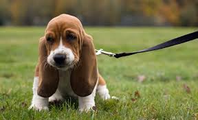 The basset is a scent hound that was originally bred for the purpose of hunting hare. 16 Things Only Basset Hound Owners Understand Sheknows