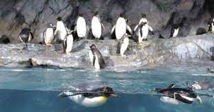 Spend The Night At The Zoo How Cool St Louis Zoo Zoo St Louis