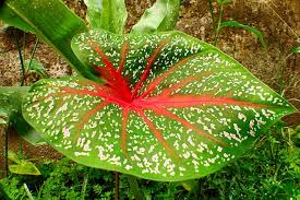 Le piante d'appartamento che producono fiori di vari colori e forme daranno un continuo piacere ad ogni amante della natura. 5 Piante D Appartamento Che Vivono Con Poca Luce Ifioridimark Giardinaggio Fai Da Te Piante Da Appartamento Piante Giardini Girasoli Fiori Rose Arredo Terrazzo Tulipani
