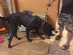 pin na doske moi strizhki zhivotnyh