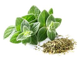 Image result for Origanum