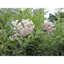Image result for Cestrum × cultum
