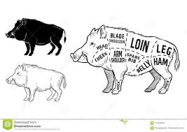 Pig Cheek Diagram Catalogue Of Schemas