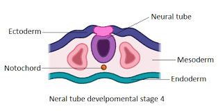 Chorda dorsalis diese seite wurde zuletzt am 6. Notochord Originates From A Mesoderm B Ectoderm C Endoderm Class 12 Biology Cbse