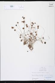 Image result for Bulbostylis barbata