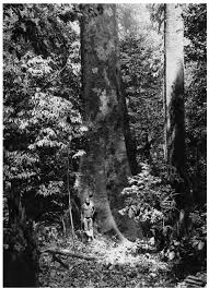 Image result for Psychotria mildbraedii