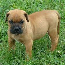 Jack Red Bullmastiff Puppy Bull Mastiff Puppies Bullmastiff Puppies For Sale