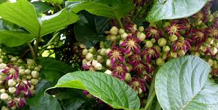 Image result for Mondia ecornuta