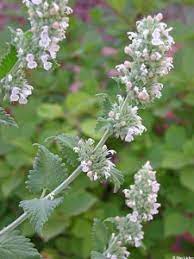 It looks like a standard member of the mint. Catnip And Catmint Fairfax Gardening