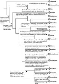 Image result for Disa ochrostachya