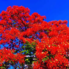 Save A Tree Key West Home Facebook