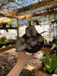 Image result for Begonia wollastonii