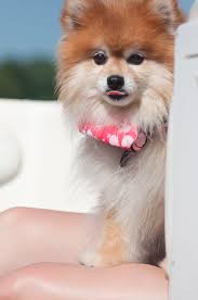 Gizmo, before the water.