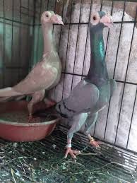English Carrier Pigeon Videos | Pigeontype