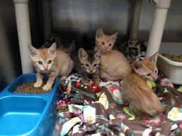We never place a time limit on how long cats, dogs and other pets stay at our shelter. Humane Society Seeks Help After Dozens Of Cats Kittens Are Left In Organization S Parking Lot Lexington Herald Leader