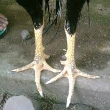Hasil gambar untuk sisik kaki katuncar mawur