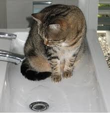 why does my cat sleep in the sink
