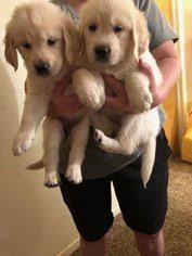 We did not find results for: Golden Retriever Puppy For Sale Near 93720 Fresno Ca Usa Puppies For Sale Retriever Puppy Golden Retriever