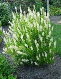 Shade Wet Clay And Short Shade Loving Shrubs Shade Shrubs Shrubs For Landscaping
