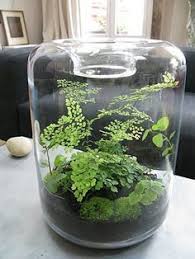 Terrariums Different Kinds Of Terrariums And What Their Needs Are Mini Garden Garden Terrarium Succulent Terrarium