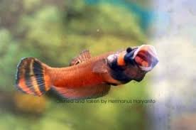 Macrostoma Betta Betta Fish Beautiful Fish