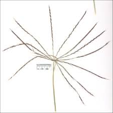 Image result for Enteropogon