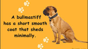 Dog shedding is a big problem for many pet owners, but it's another strike off the list for owners. Guard Dogs That Don T Shed How Many Do You Know Dogappy