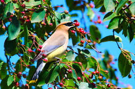 Fruit trees vary in the amount of time it takes a plant to grow to the time it produces its first fruits. Fruit Trees Native Missouri Fruit Trees