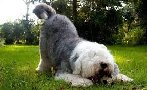samye krasivye porody sobak v mire top 40 foto old english sheepdog english sheepdog english shepherd
