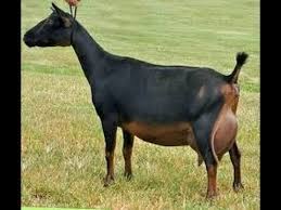 هل كل السيدات من علامات الحمل لديها حدوث الم اسفل البطن والظهر ؟، هذا السؤال مهم جدًا لأن الكثير من النساء تعيش حالة من التوتر والقلق في إنتظار حدوث الحمل، أو حتى ظهور أي أعراض تدل على حدوثه، فالسؤال: Ù…ØªÙ‰ ÙŠÙ†Ø²Ù„ Ø¶Ø±Ø¹ Ø§Ù„Ù…Ø§Ø¹Ø² Ø¥Ø³Ø£Ù„Ù†Ø§