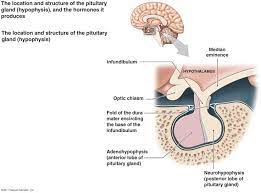 Endocrine System