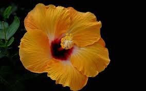 Browse 19,711 hibiscus flowers stock photos and images available, or search for tropical flowers or hawaiian flowers to find more great stock photos and pictures. Wallpaper Yellow Hibiscus Flower Petals 1920x1200 Hd Picture Image