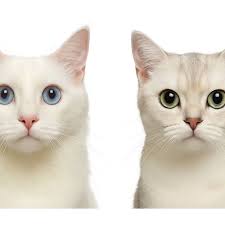 快來參一咖！讓你帶走六包洋芋片奮力把腳抬高，用嘴巴咬下樂事最快挑戰成功者還可獲得500 元現金！