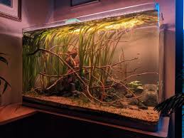 Image result for Vallisneria
