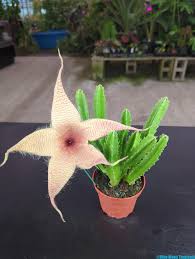 Image result for Stapelia gigantea