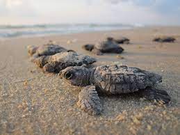 Maybe you would like to learn more about one of these? When Is Turtle Season On Siesta Key