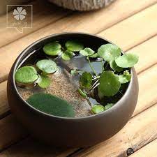 绿植铜钱草水培植物盆栽室内花卉水生观叶植物办公桌吸甲醇盆景 tmall com天猫 mini garden beautiful gardens indoor plants