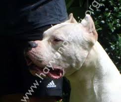 Dogo Yavrulari Asilari Yapilmis Erkek Disi Vardir Ciftlikten Kopek Hayvan Ciftlikler