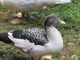 Maybe you would like to learn more about one of these? New Hampshire Muscovy Ducks Ducklings For Sale Ready For Harvest Or Breeding Backyard Chickens Learn How To Raise Chickens