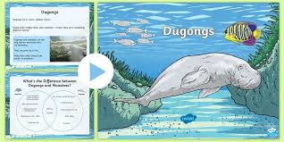 With its voluptuous body, fluked tail and shy temperament, it's easy to imagine the dugong inspiring the mermaid legend. Dugong Powerpoint Teacher Made
