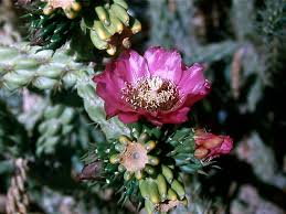 Image result for Opuntia imbricata