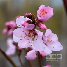Dig a planting hole that is just as wide and deep as the rootball, and place the almond. Prunus Dulcis Flowering Almond Tree Mail Order Trees
