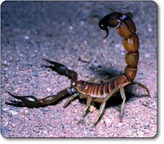Scorpion Poisonous Animals Venomous Animals Deadly Animals