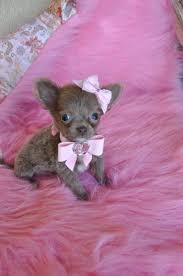Teacup Chihuahua Micro Teacup Chihuahua Puppy Wow Adorable Light Chocolate Princess 14 Teacup Chihuahua Puppies Chihuahua Puppies Teacup Chihuahua