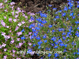 Image result for Lobelia thermalis