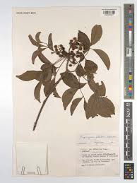 Image result for Fagaropsis