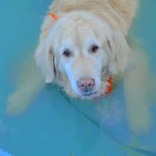 We did not find results for: Pet Tails Rescue Home Facebook