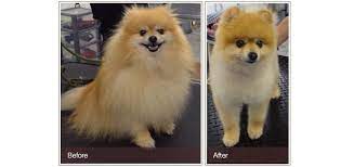 Pin On Pomeranian